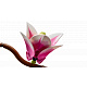 LEGO® Botanicals 11510 Magnóliaágak