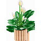 LEGO® Botanicals 11504 Vitorlavirág