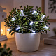 Linder Exclusiv Karácsonyi lánc elemmel 30 LED Hideg fehér