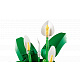 LEGO® Botanicals 11504 Vitorlavirág